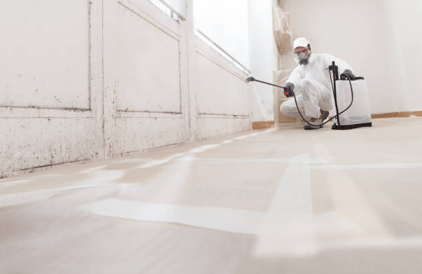 24/7 Emergency Black Mold Removal experts in Hamilton, MI