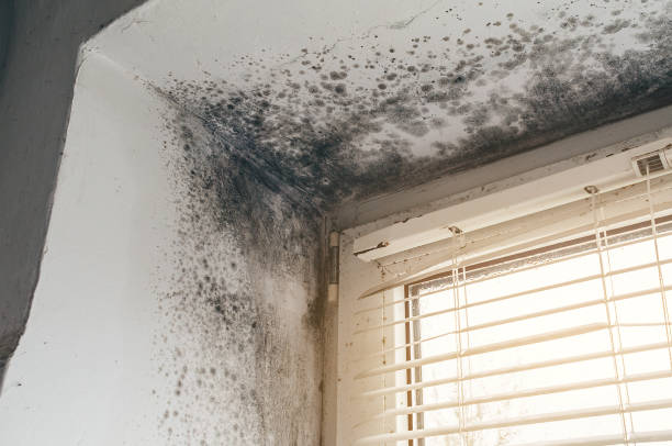 Trusted Mold Testing service in Hamilton, MI - Cheap Mold Removal