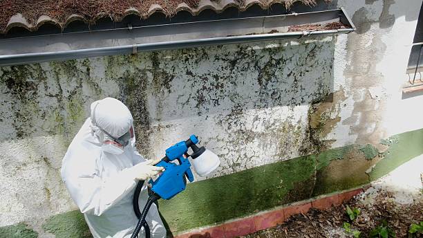 Top rated local Mold Remediation specialists in Hamilton, MI